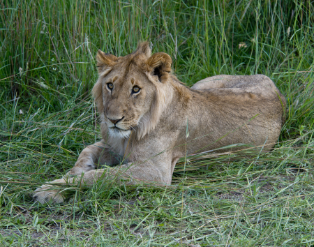 A Lying Lion