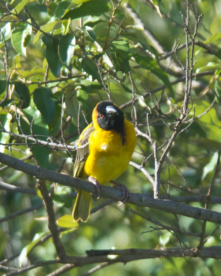 Lesser Masked Weaver