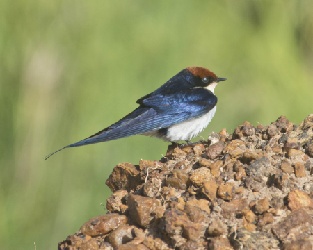 Wire-Tailed Swallow