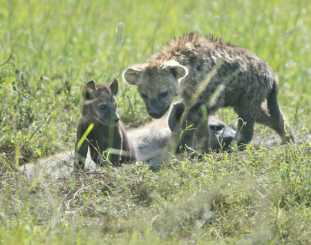 Spotted Hyenas