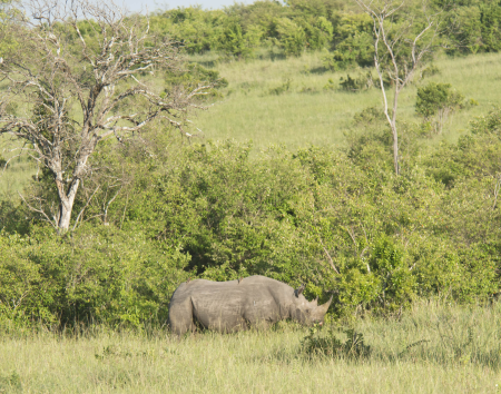 White Rhonoceros