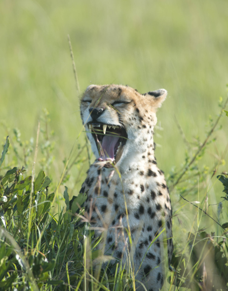 Cheetah