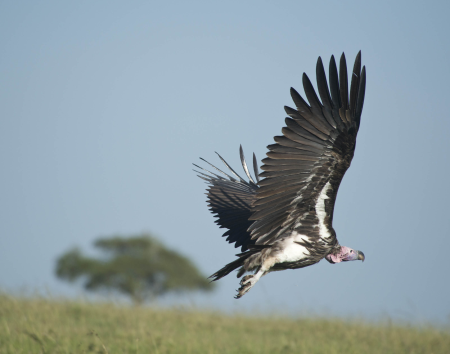 Lappet-Faced Vulture