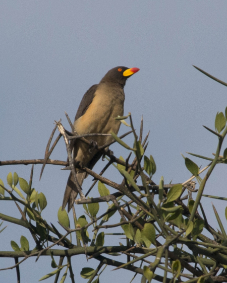 Yellow-Billed Oxpecker