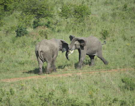 Elephants