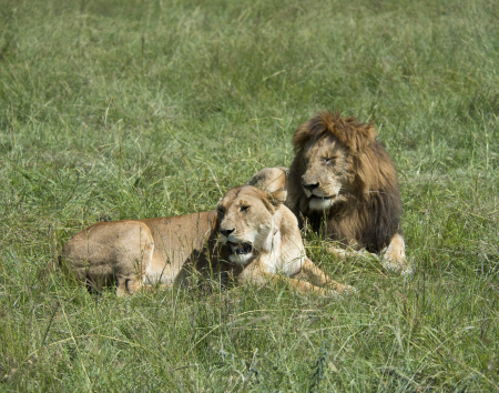 Lion and Lioness