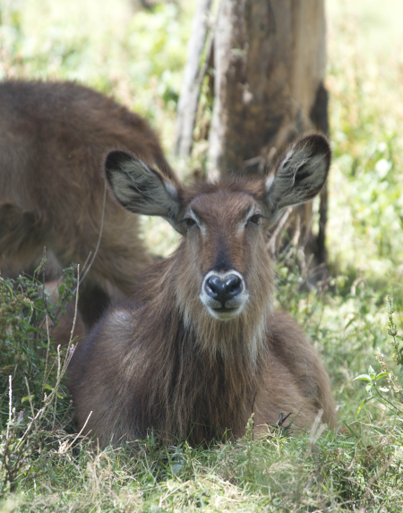 Female Waterbuck