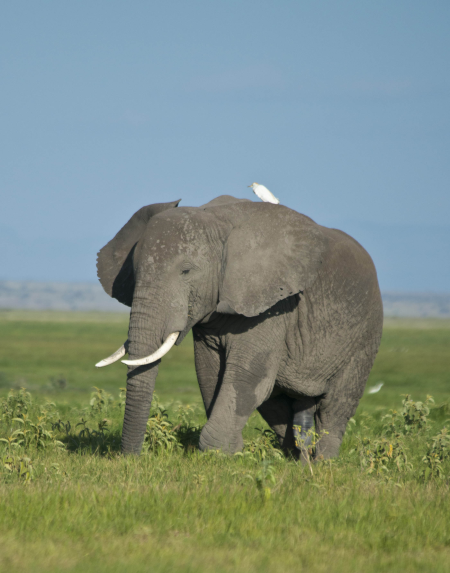 Bull elephant