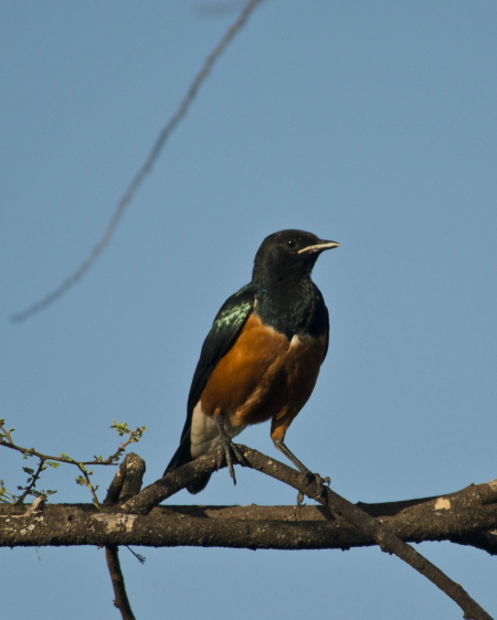 Superb Starling