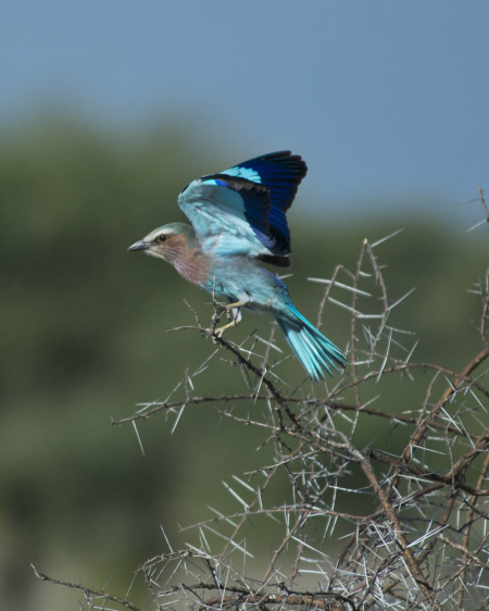 Lilac-Breasted Roller