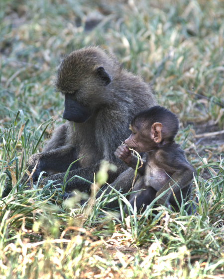 Baboons