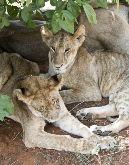 Sleeping Lions in Tagangire NP