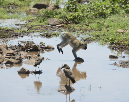 Vervet Monkey