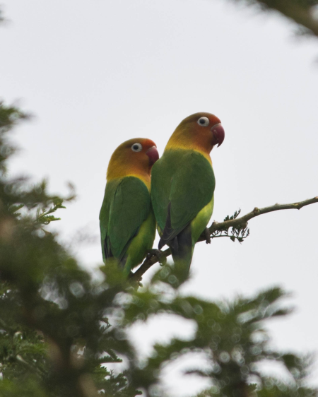 Fischer's Lovebirds