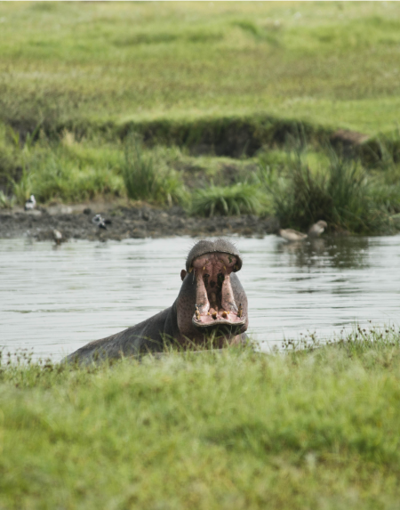 Hippo