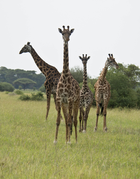 Maasai Giraffes