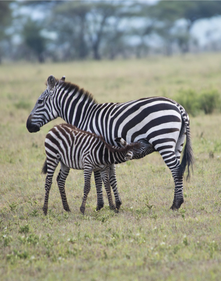 Zebra and Colt