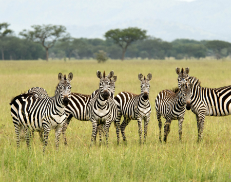 Zebras