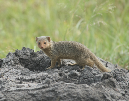 Dwarf Mongooses