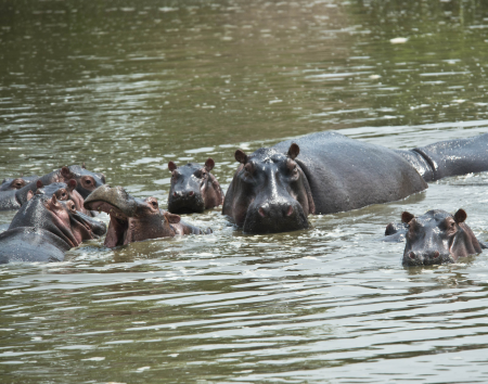 Hippos