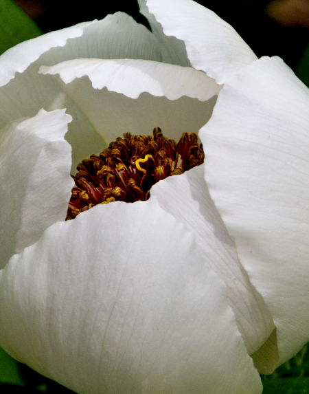 White Peony