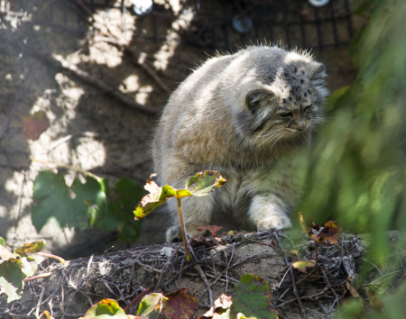 Pallas Cat