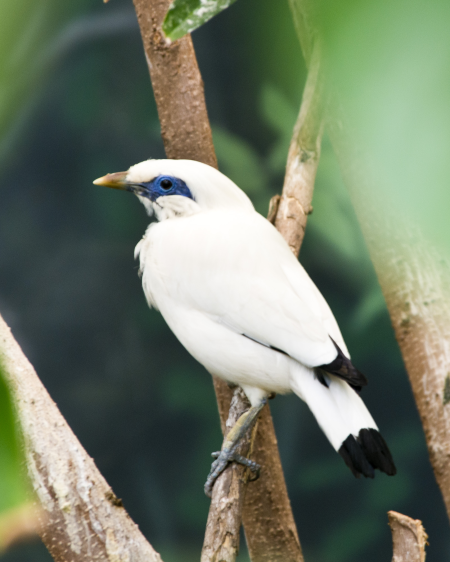 Bali Mynah