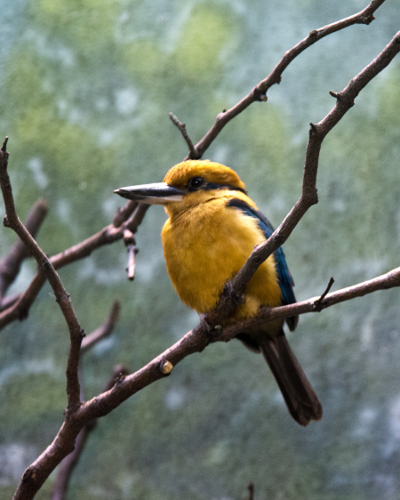 Guam Micronesian Kingfisher