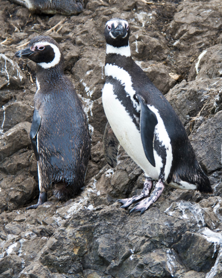 Magellanic Penguins