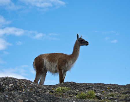 Guanaco