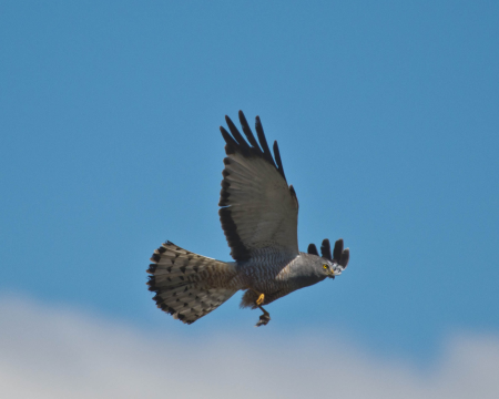 Cinerous Harrier