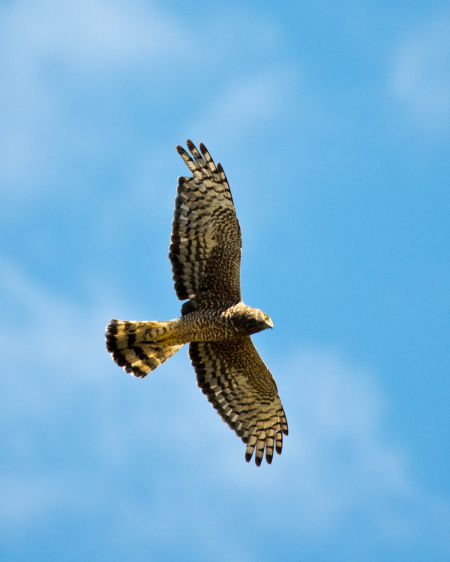 Rufous Tailed Hawk