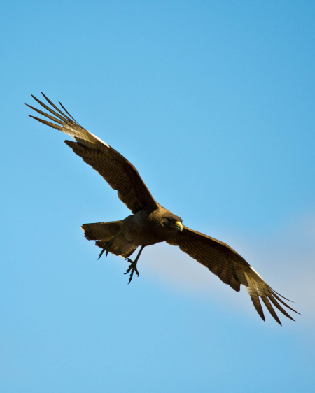 Striated Caracara