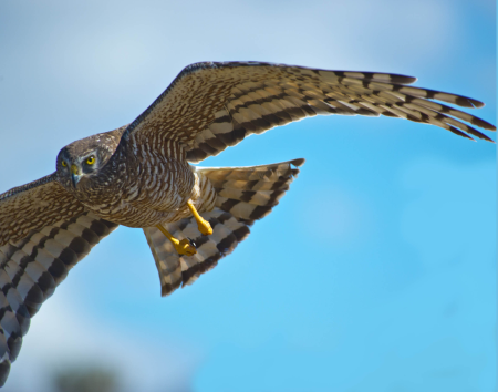Rufous-Tailed Hawk