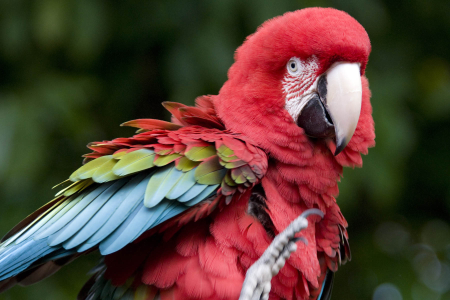 Scarlet Macaw