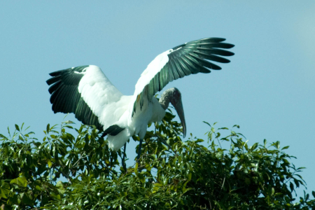 Wood Stork