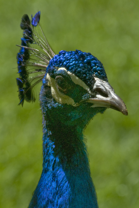 Peacock