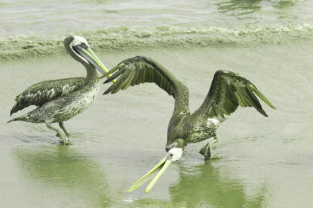 Pelicans