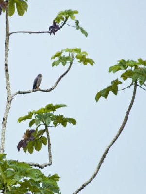 Roadside Hawk