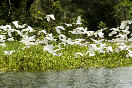 Great Egrets
