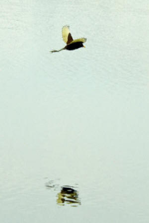 Wattled Jacana