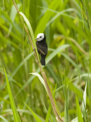 Marsh Tyrant