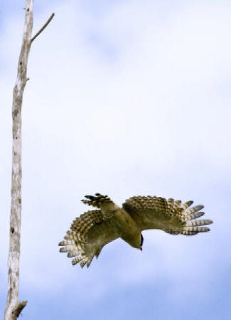 Hawk