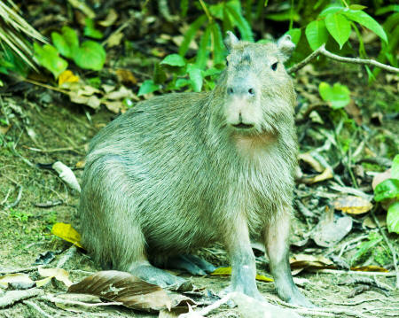 Capybara