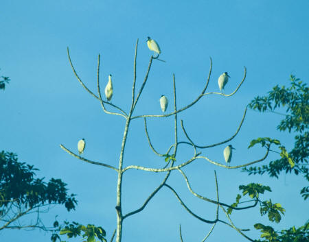 Herons
