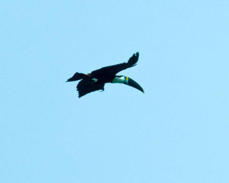 Toucan